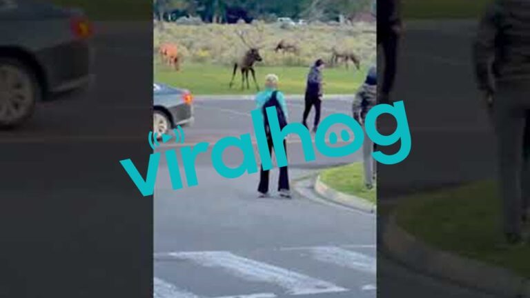 Bull Elk Charges Yellowstone Tourist || ViralHog