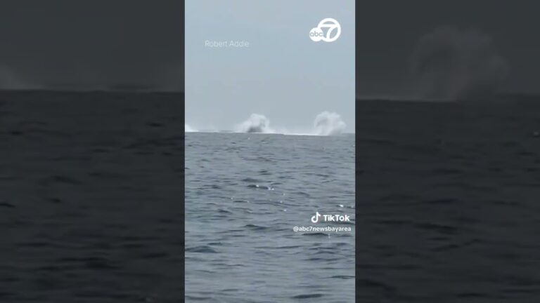 Three humpback whales jump out of Cape Cod waters in perfect unison