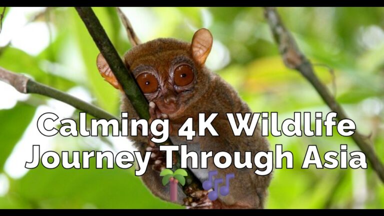 Asian Wildlife Landscapes 4K – Soothing Nature Film