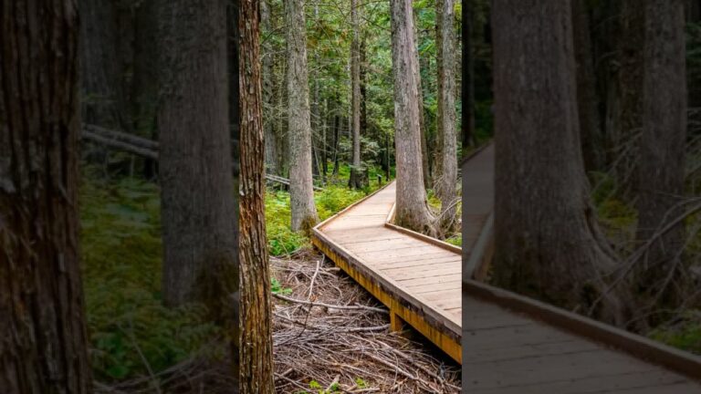 Best Things To Do in Glacier National Park for Non-Hikers No. 2 #glacier #glaciernationalpark